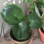 Proiphys amboinensis