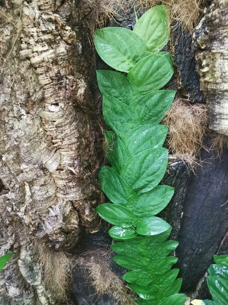 Rhaphidophora korthalsii leaf