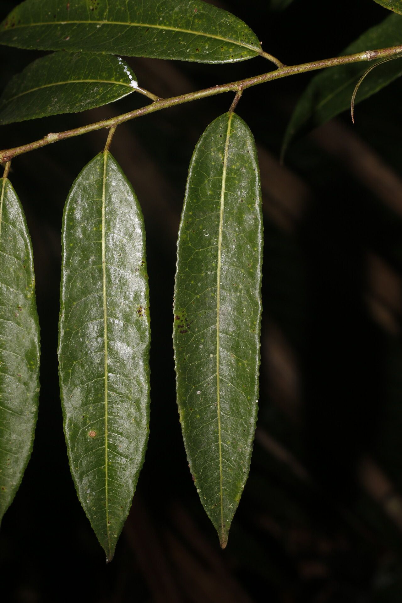 Mabea montana leaf