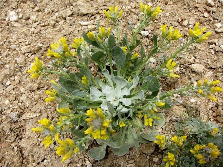 Physaria chambersii habit