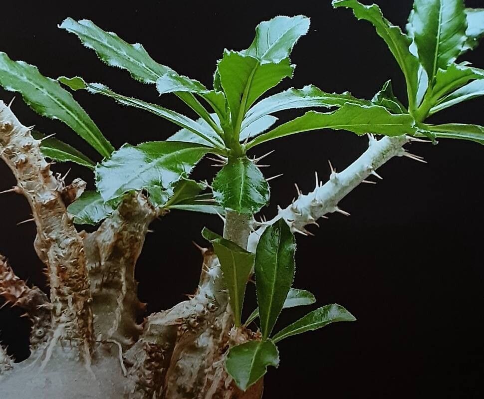 Pachypodium horombense — search result for 'Pachypodium'