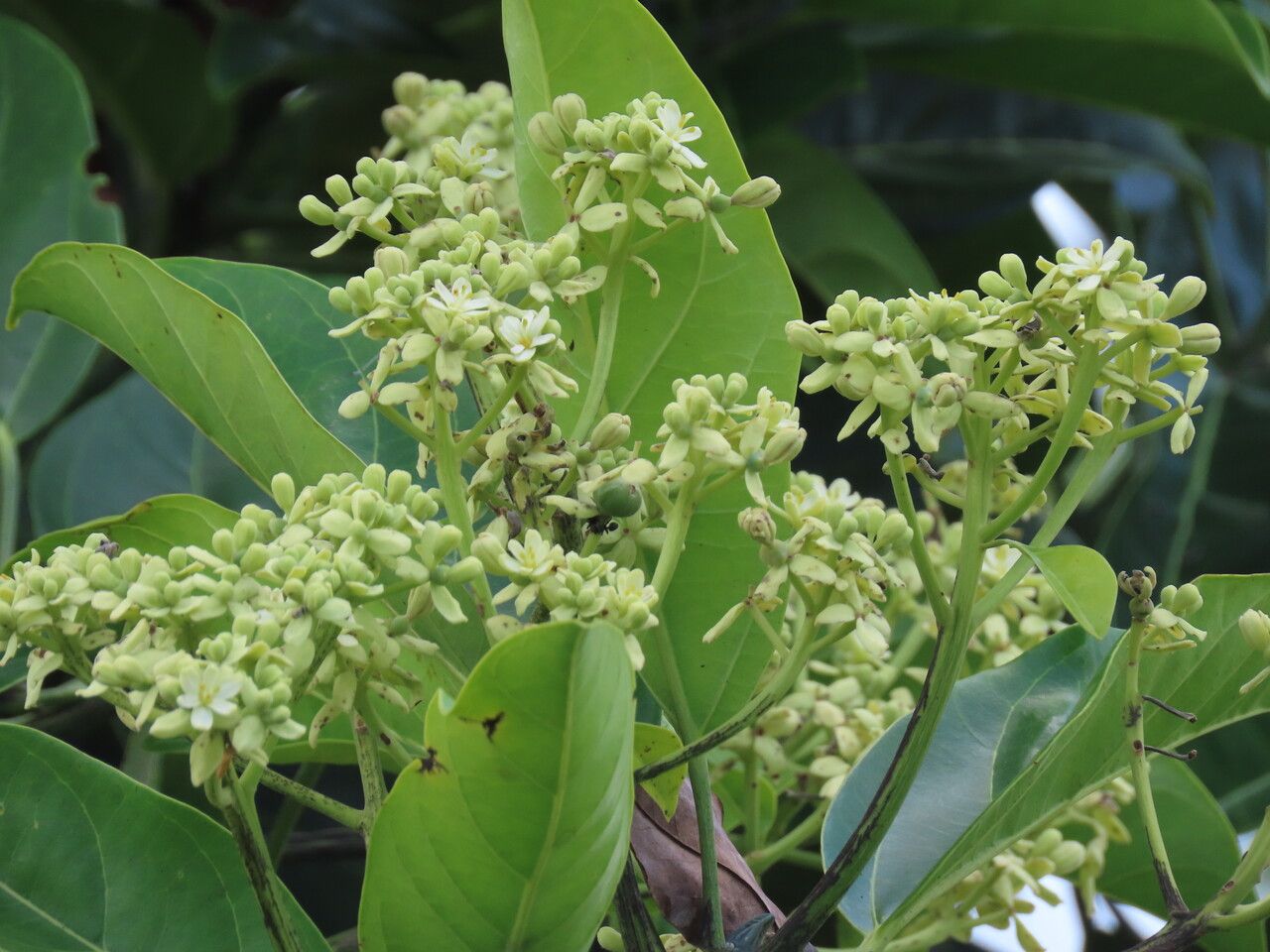 Hernandia didymantha flower
