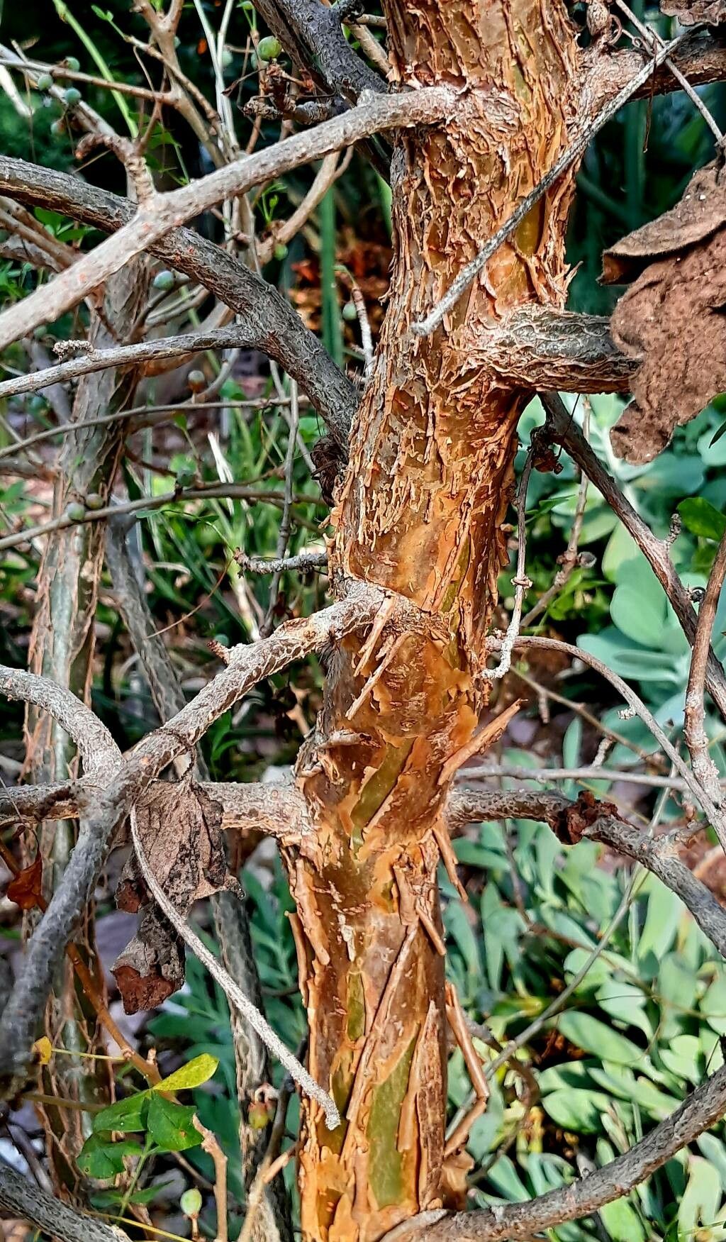 Commiphora dulcis bark