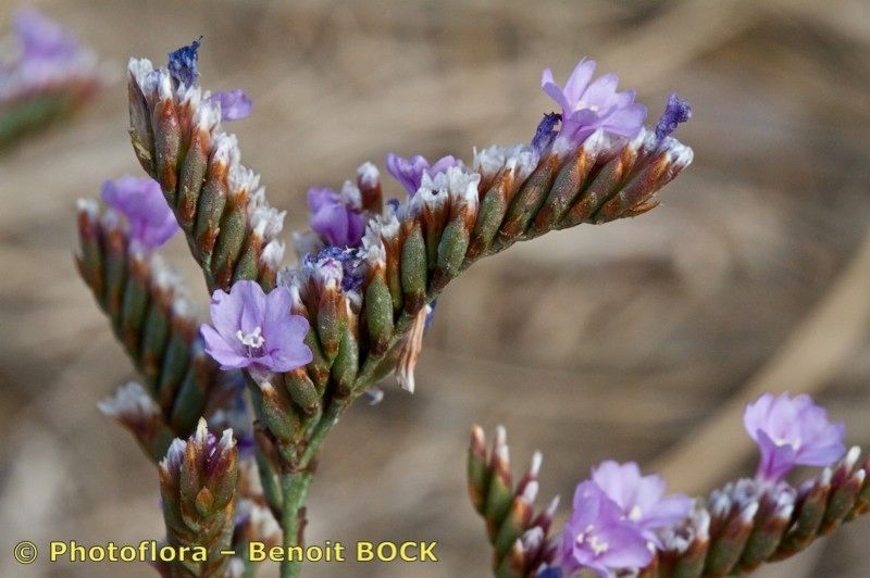 Limonium glomeratum other