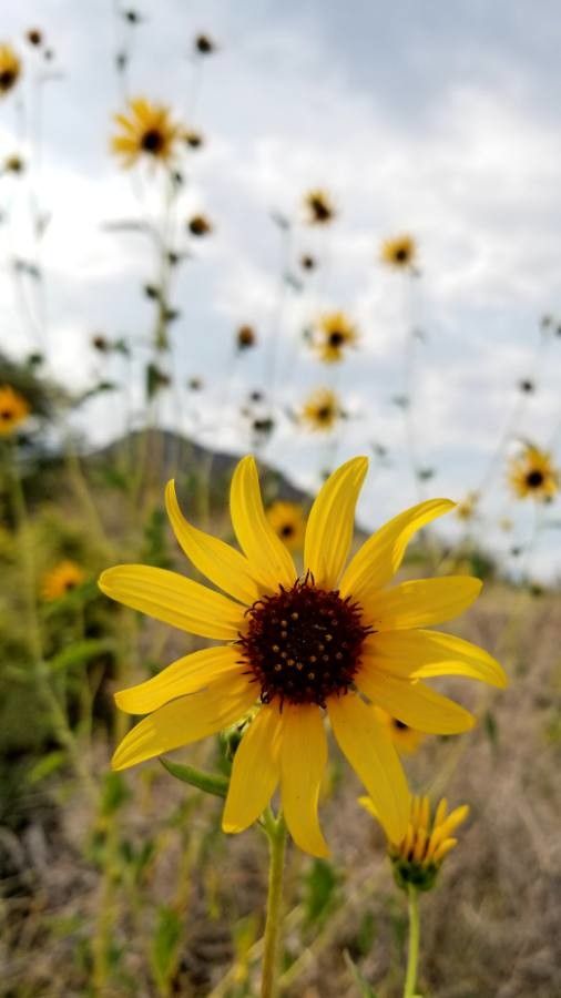 Helianthus californicus — houseplant care guide