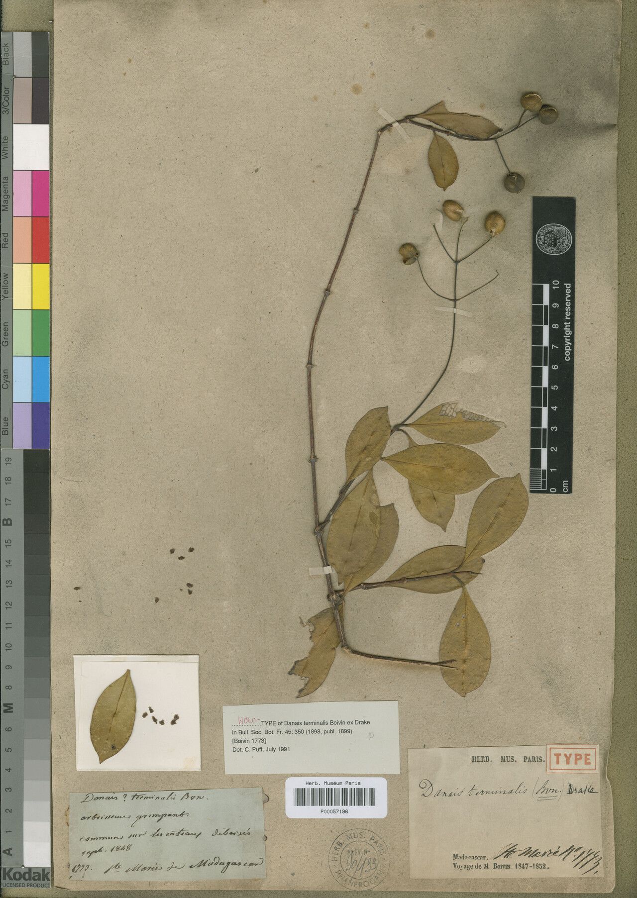 Danais terminalis — houseplant care guide