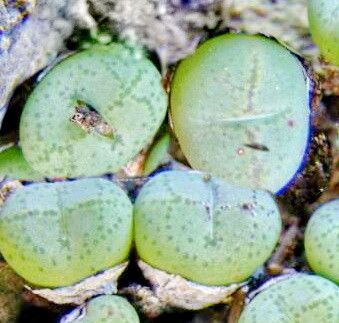 Conophytum ficiforme — houseplant care guide
