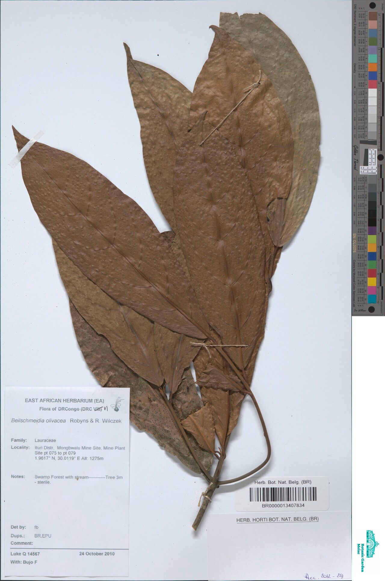 Beilschmiedia olivacea — houseplant care guide