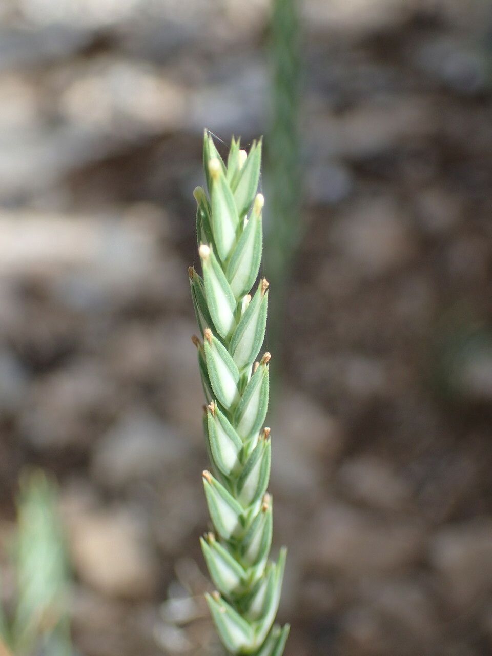 Crucianella angustifolia flower