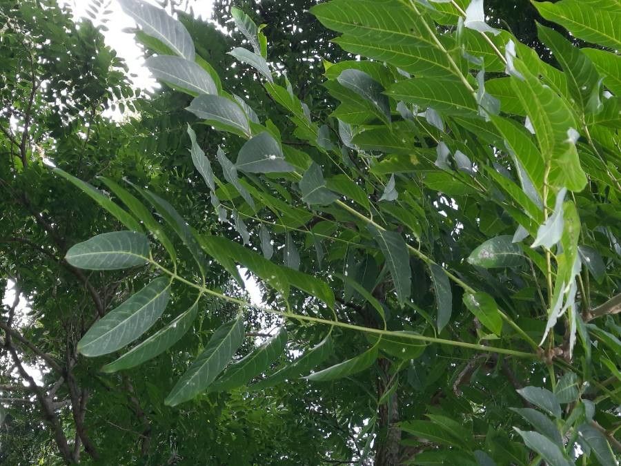 Cedrela odorata leaf