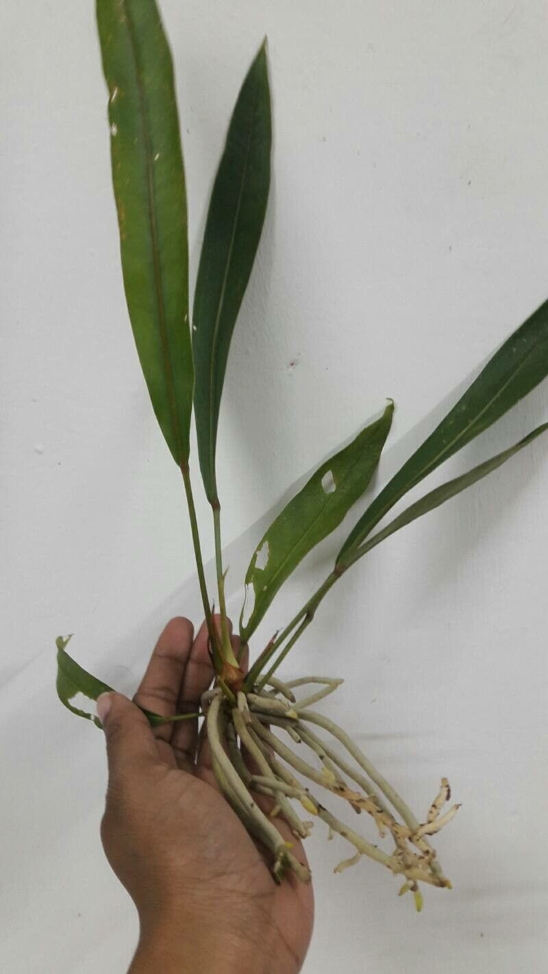 Anthurium bakeri leaf