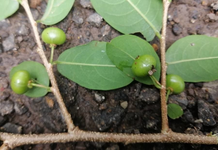 Margaritaria nobilis fruit