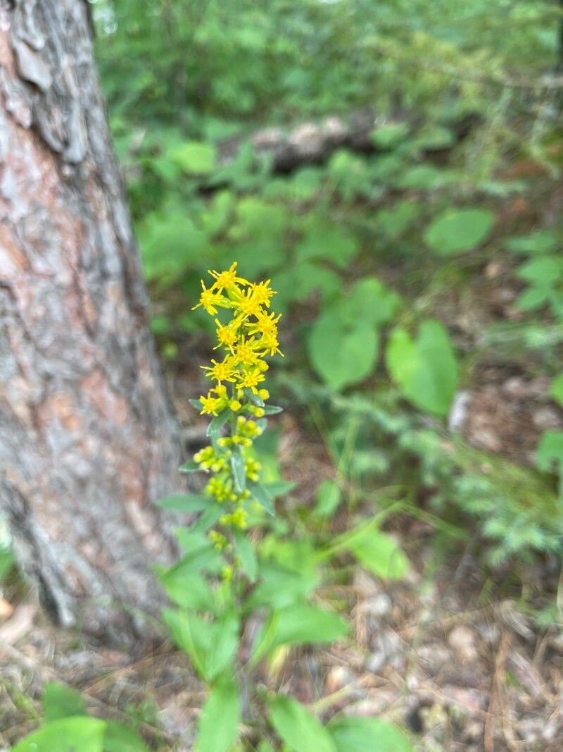 Solidago hispida flower