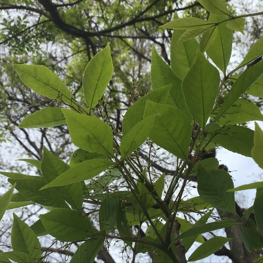 Fraxinus chinensis leaf