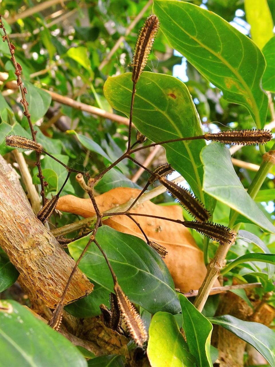 Pisonia aculeata fruit