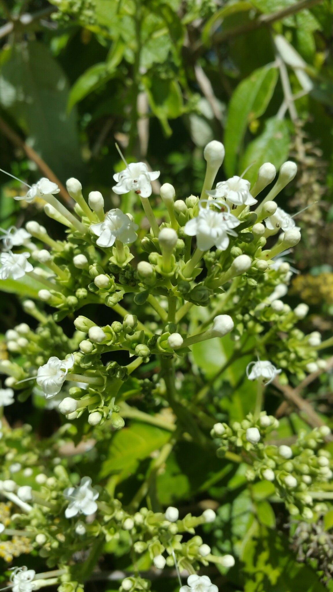 Clerodendrum micans flower