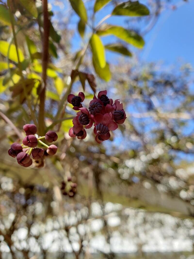 Akebia quinata fruit