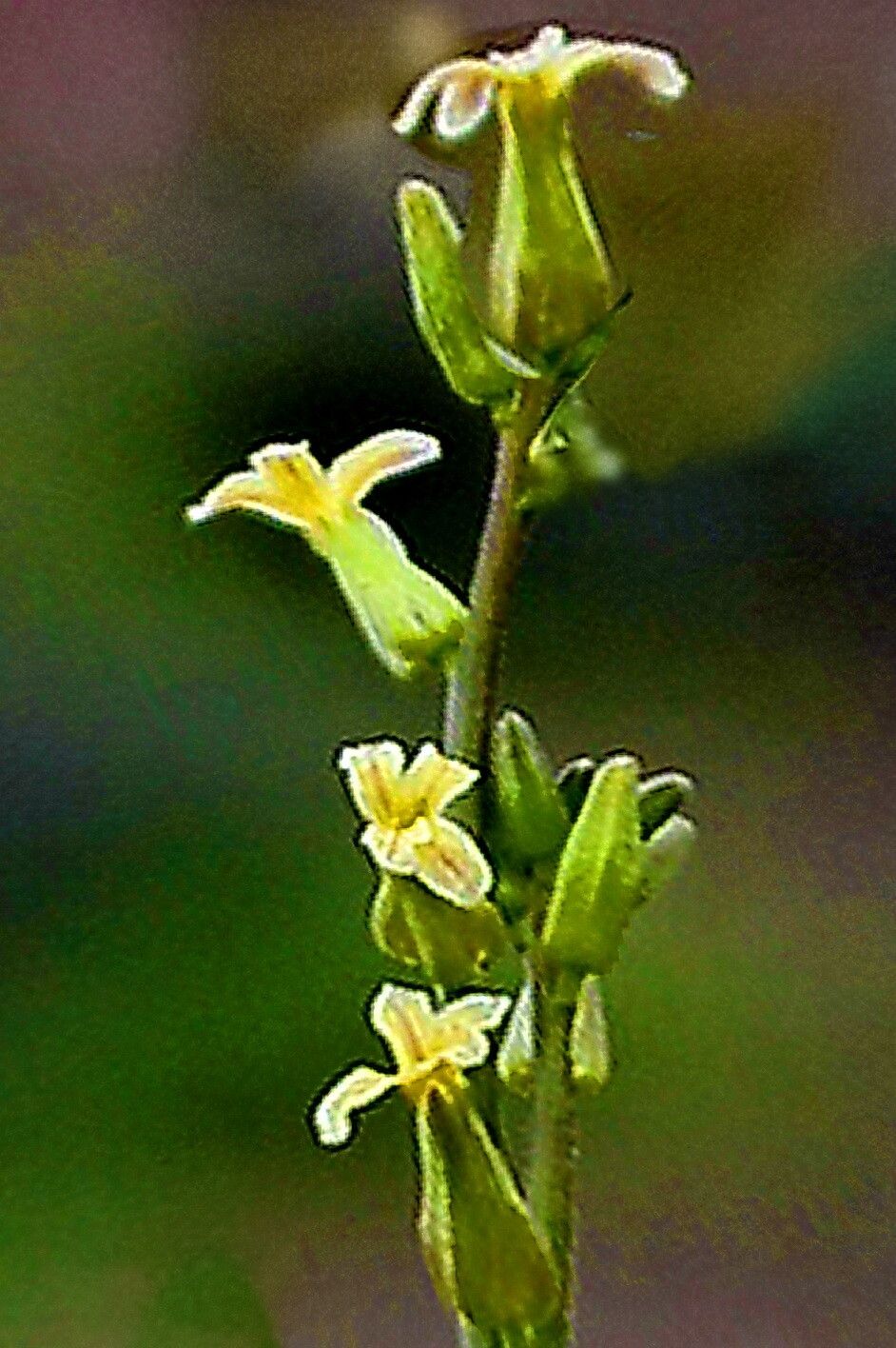 Streptanthus cooperi — houseplant care guide