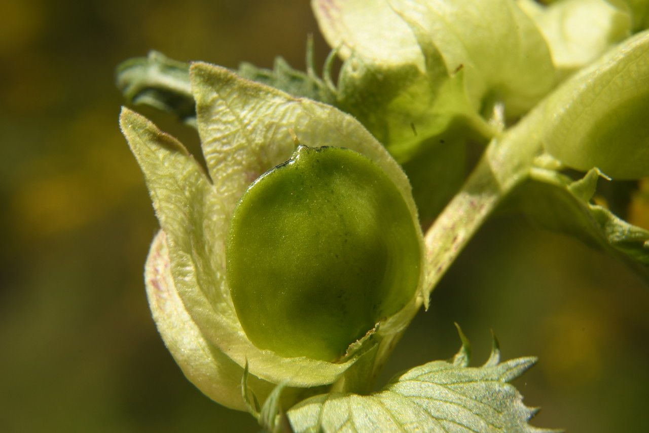 Rhinanthus angustifolius fruit