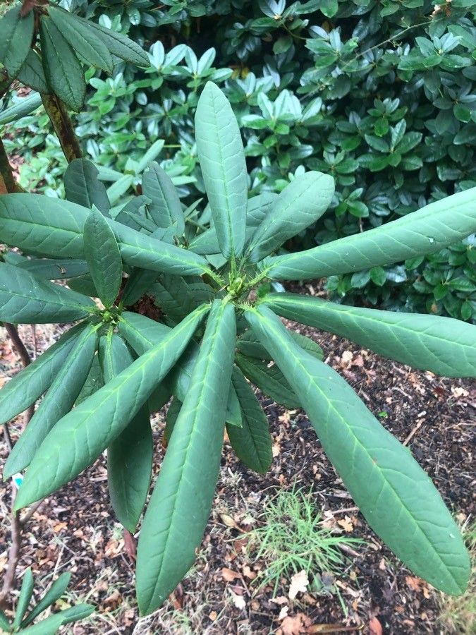 Rhododendron barbatum — houseplant care guide