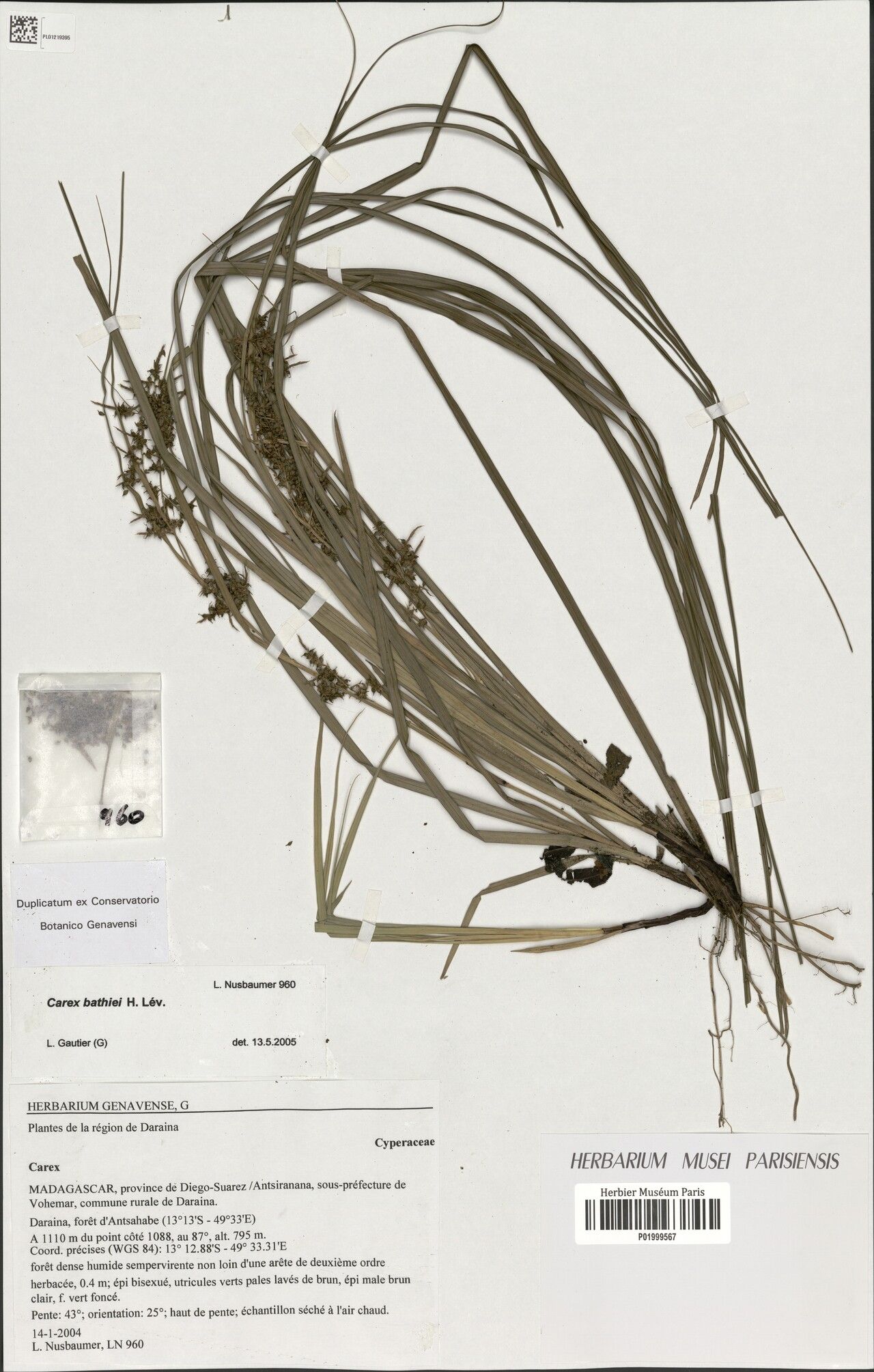 Carex bathiei — houseplant care guide