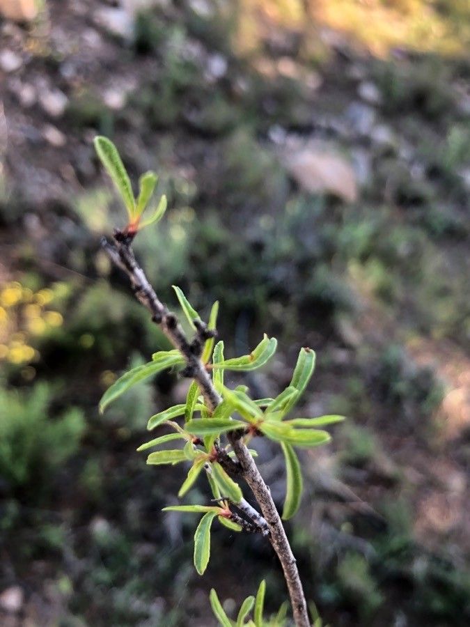 Prunus ramburii leaf