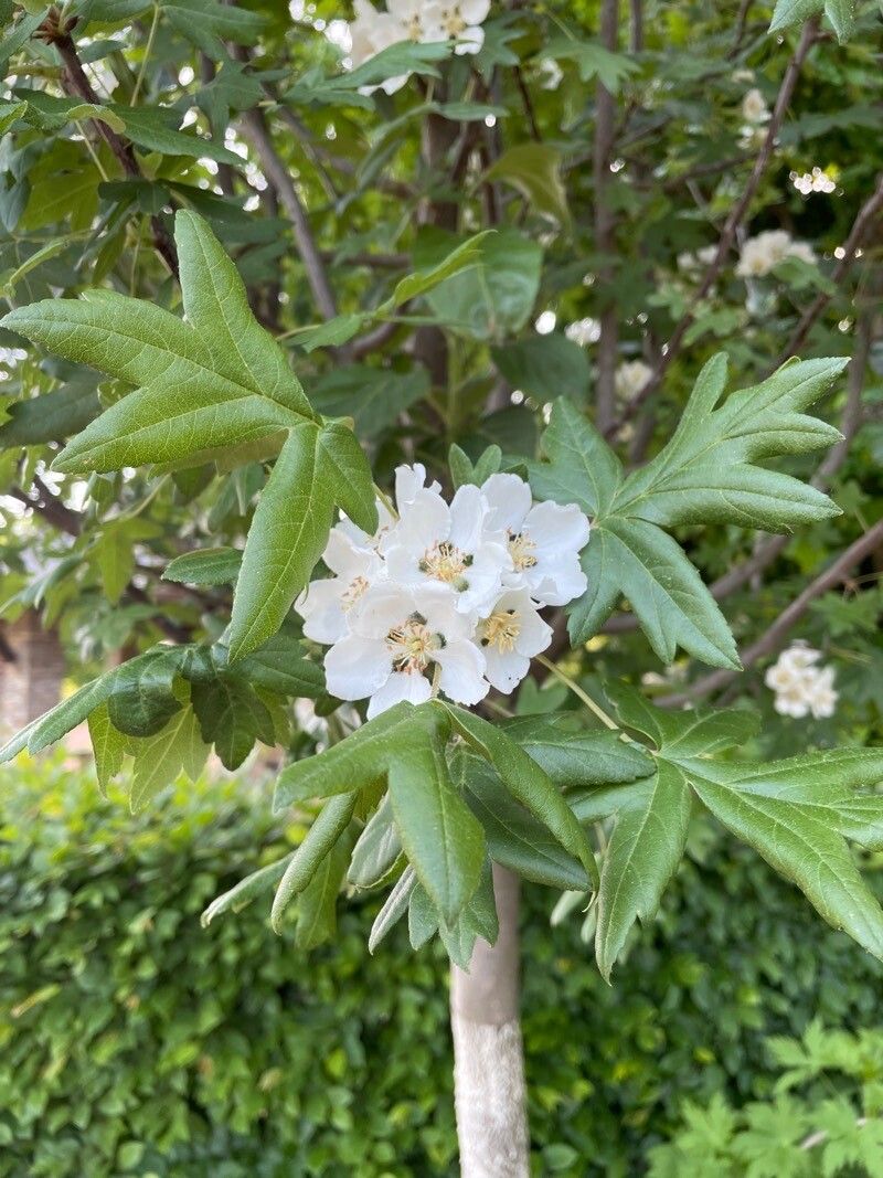 Malus trilobata flower