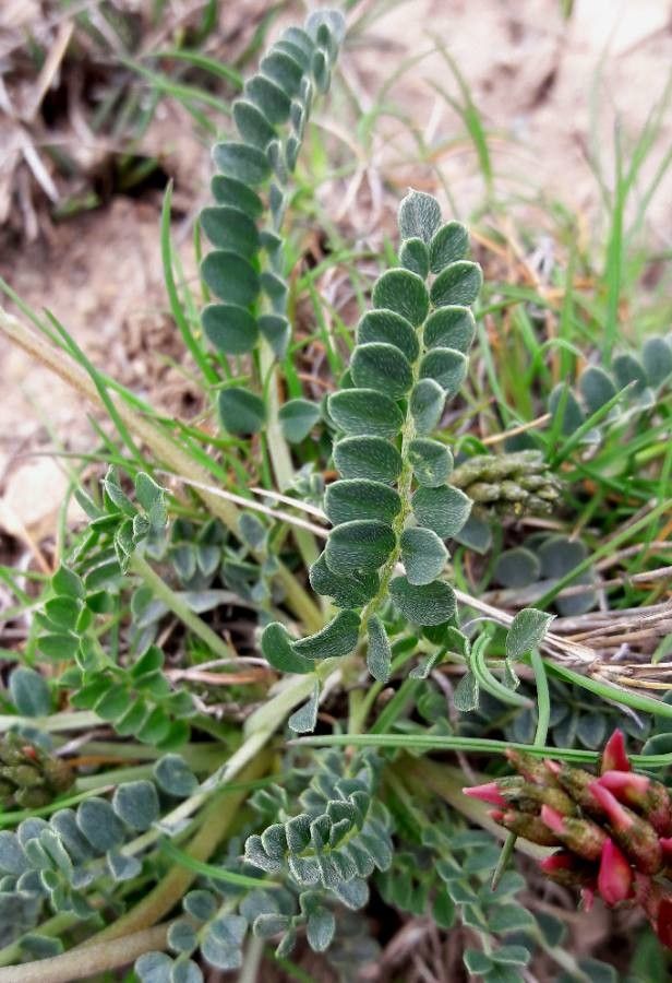 Astragalus incanus — search result for 'Astragalus'