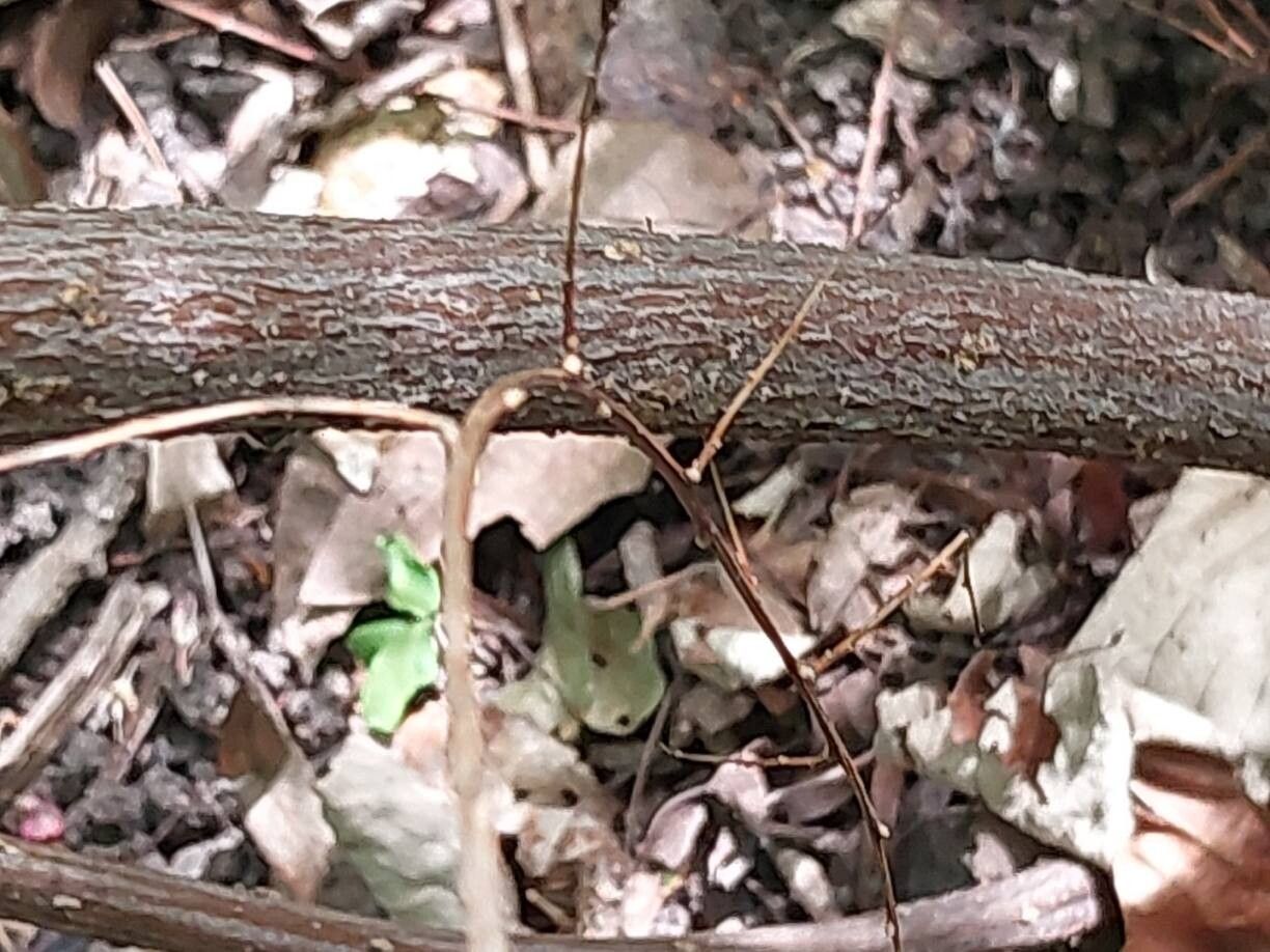 Spiraea arcuata bark