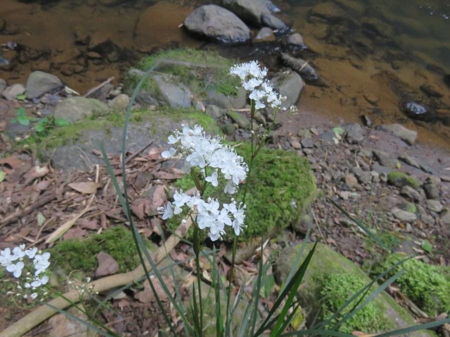 Libertia tricocca flower