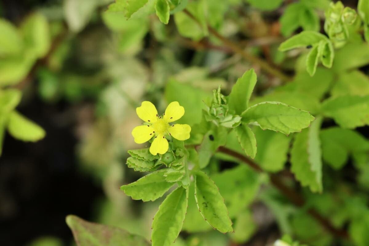 Potentilla centigrana — houseplant care guide