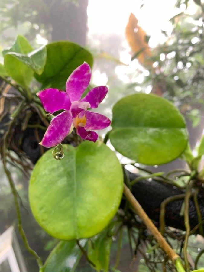 Cattleya walkeriana flower