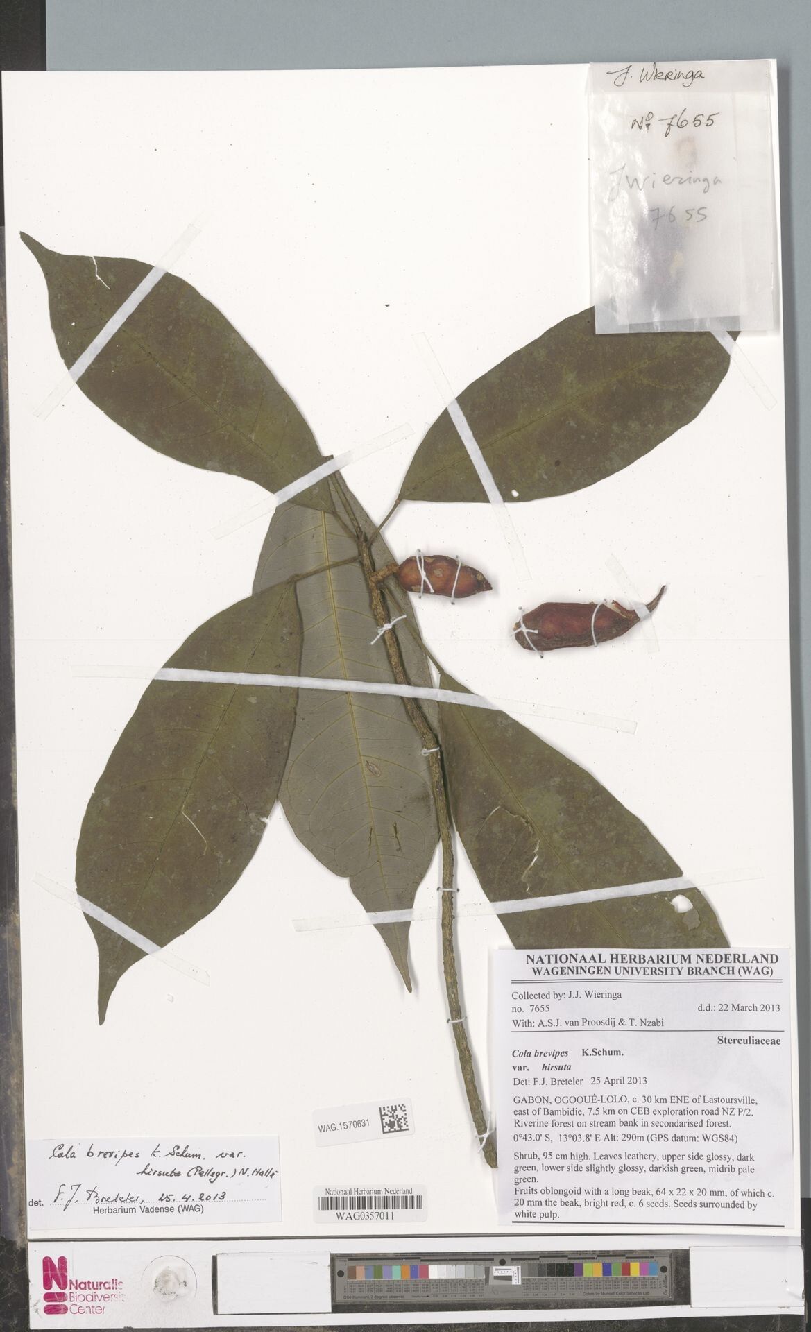 Cola brevipes — houseplant care guide