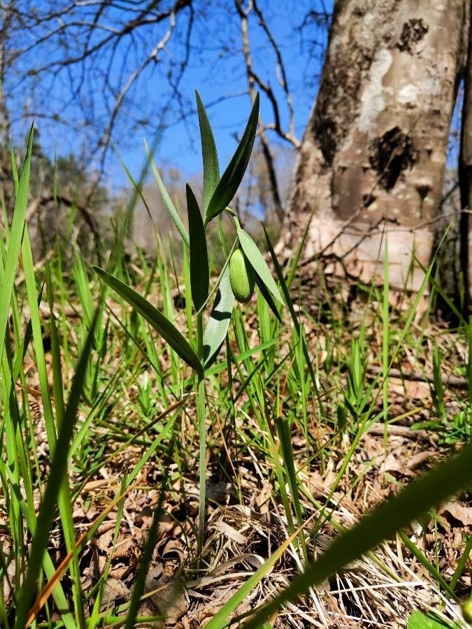 Fritillaria pontica — search result for 'Aegean Islands'