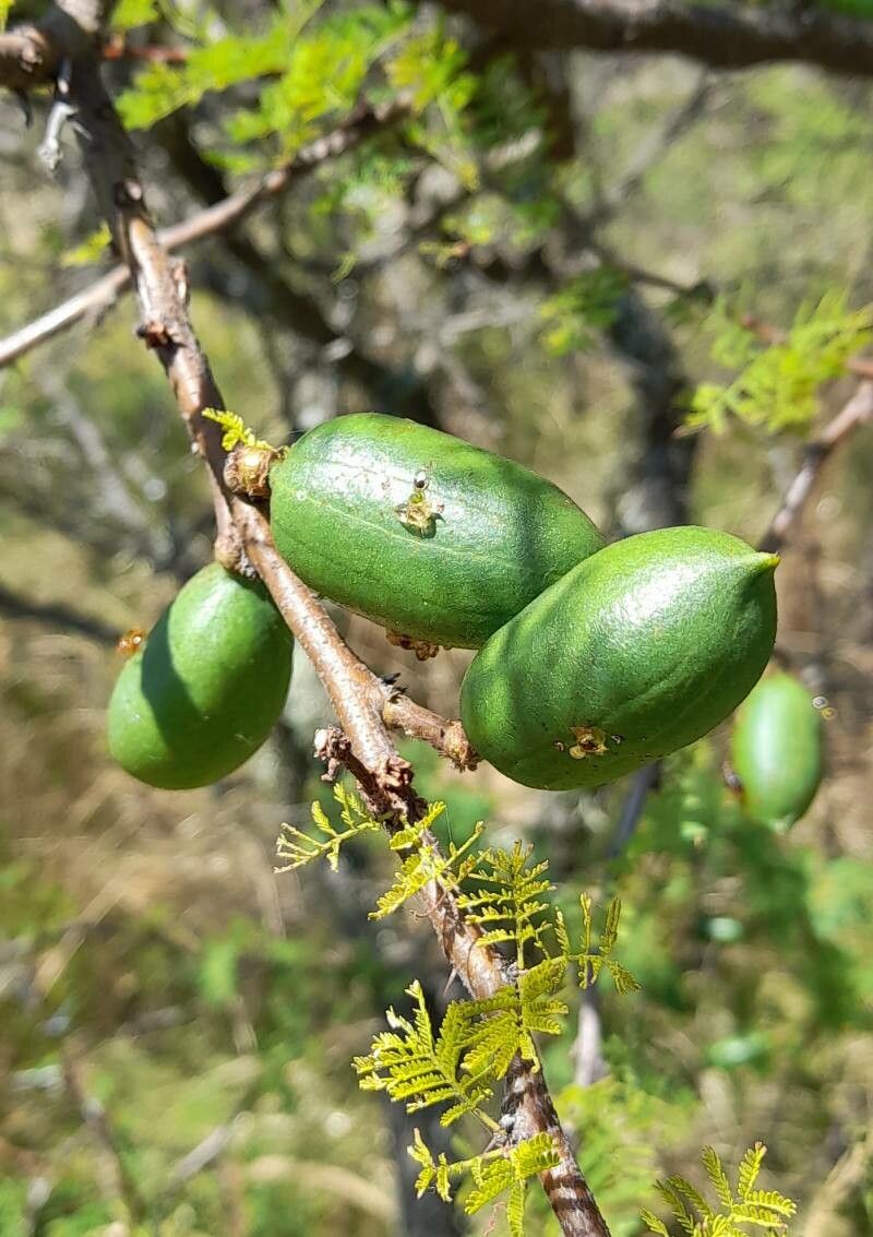 Vachellia caven fruit