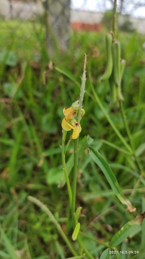 Crotalaria lanceolata flower