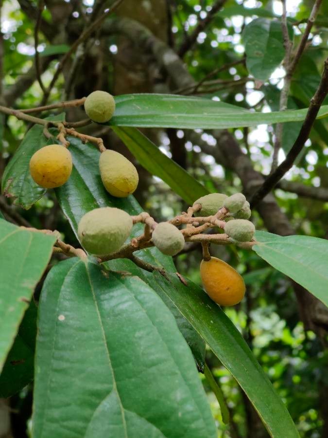 Grewia bulot fruit