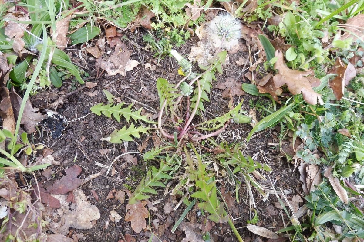 Taraxacum braun-blanquetii leaf
