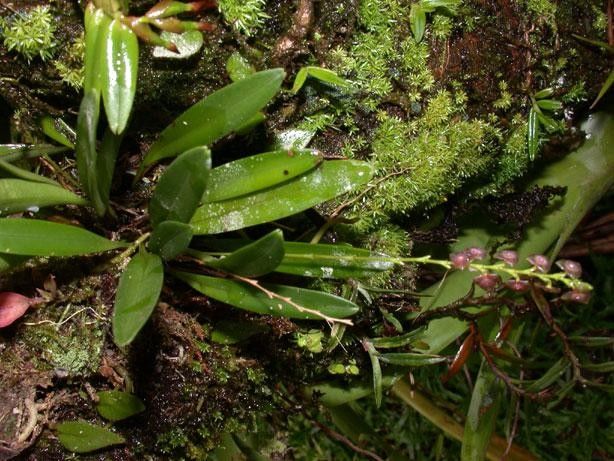 Stelis parvula — houseplant care guide