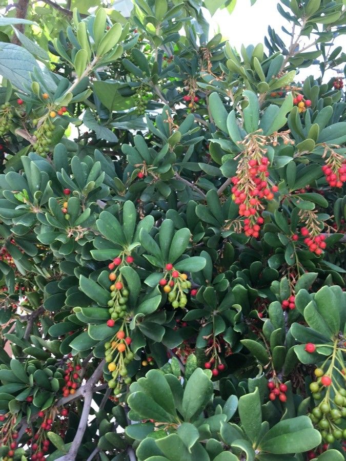 Jacquinia armillaris fruit