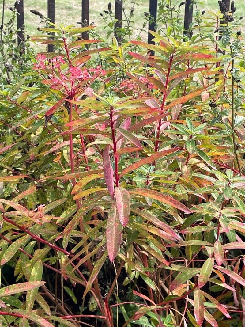 Euphorbia palustris — search result for 'Euphorbiaceae'