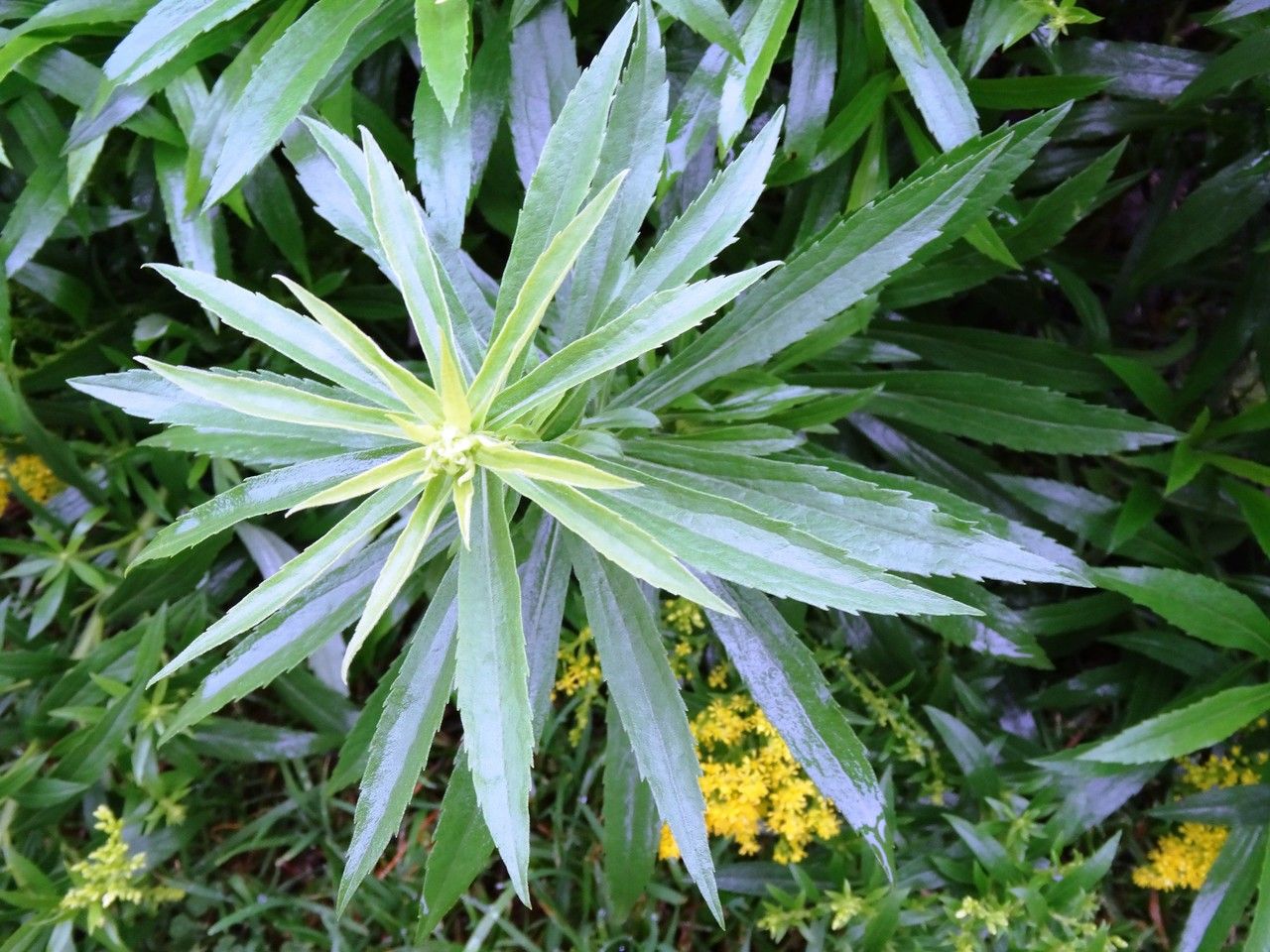 Solidago × luteus — search result for 'Solidago'