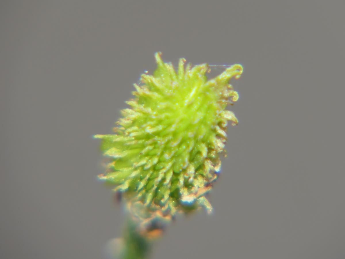 Ranunculus nigrescens flower
