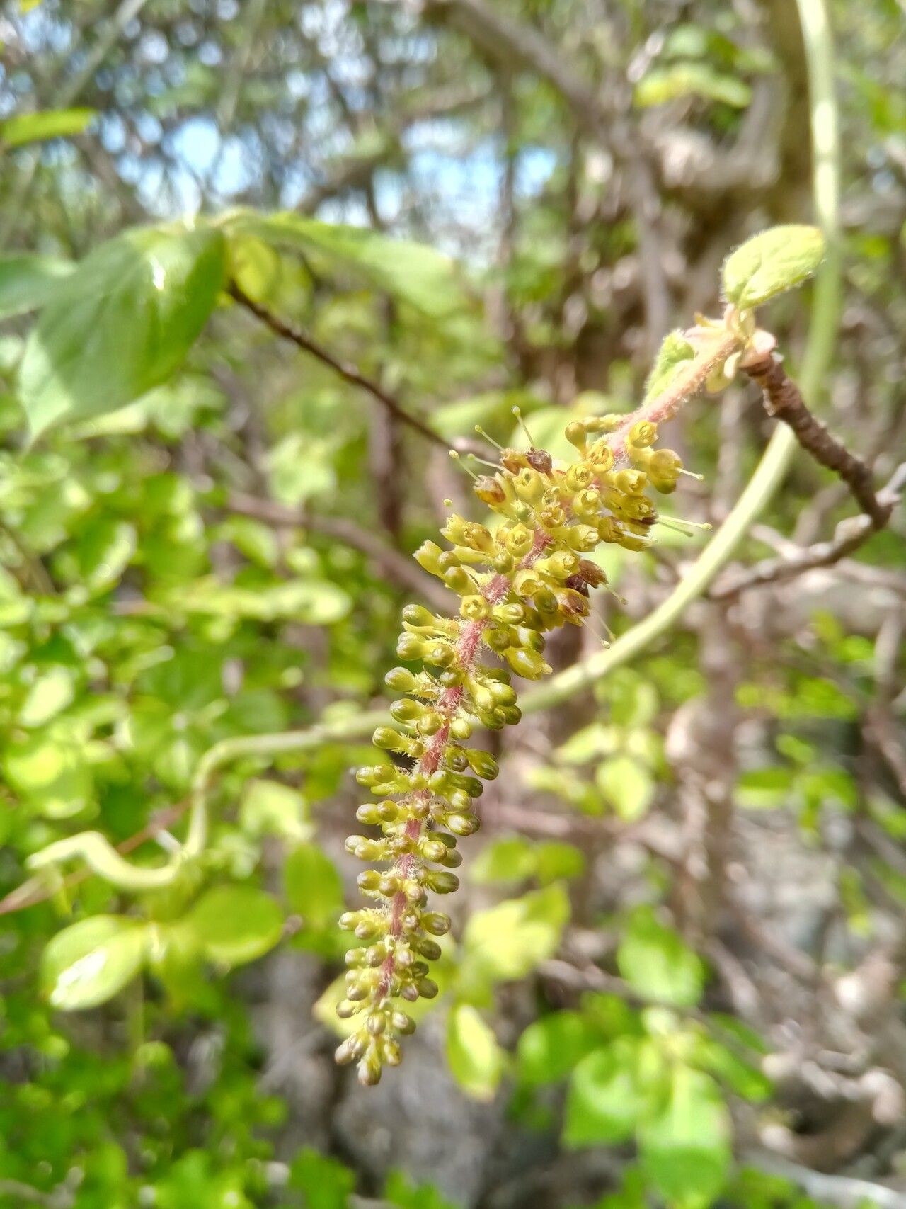 Hymenodictyon louhavate flower