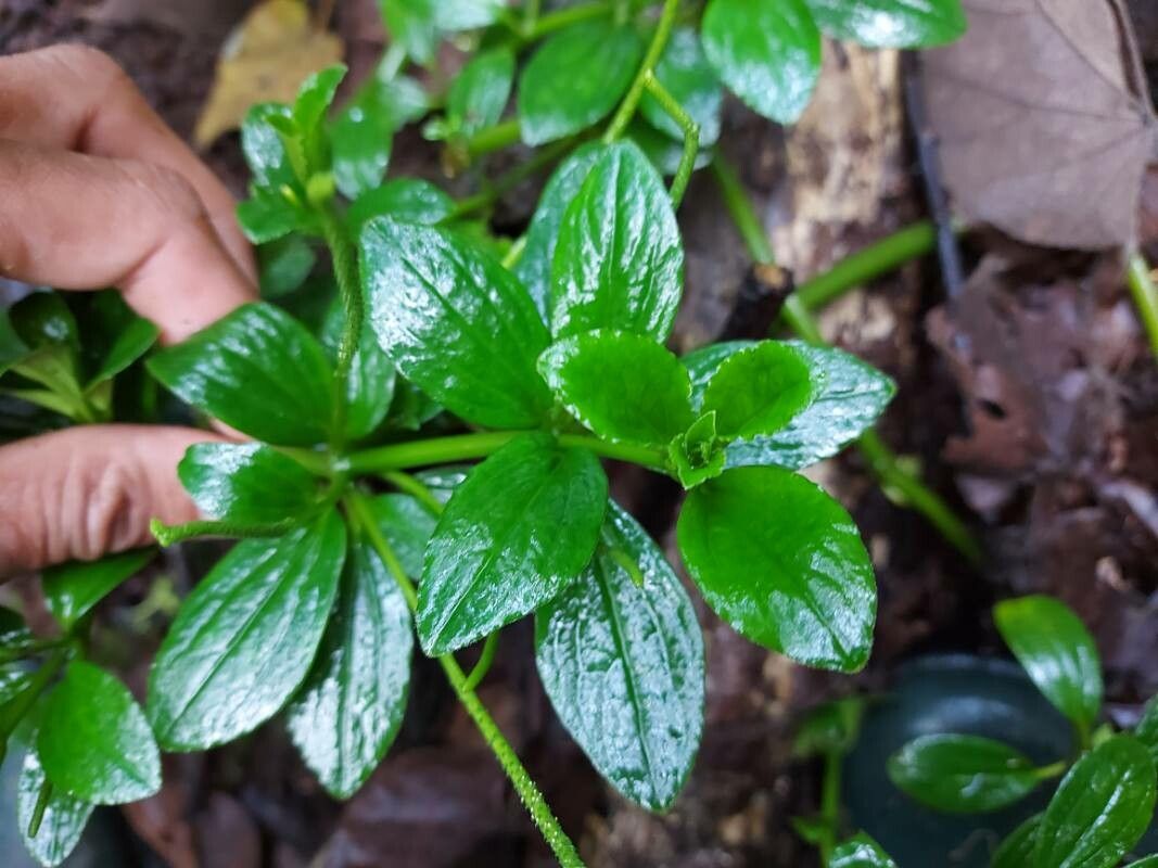 Peperomia pedunculata leaf
