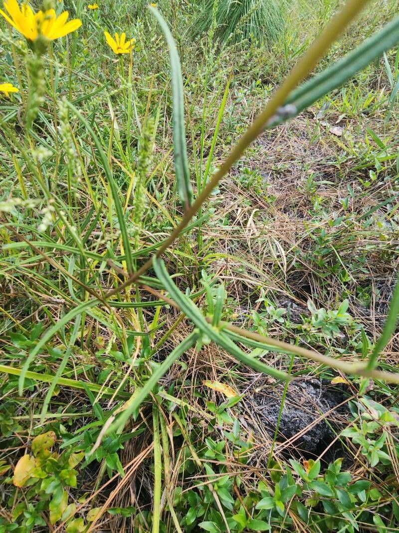 Helianthus angustifolius