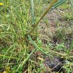 Helianthus angustifolius