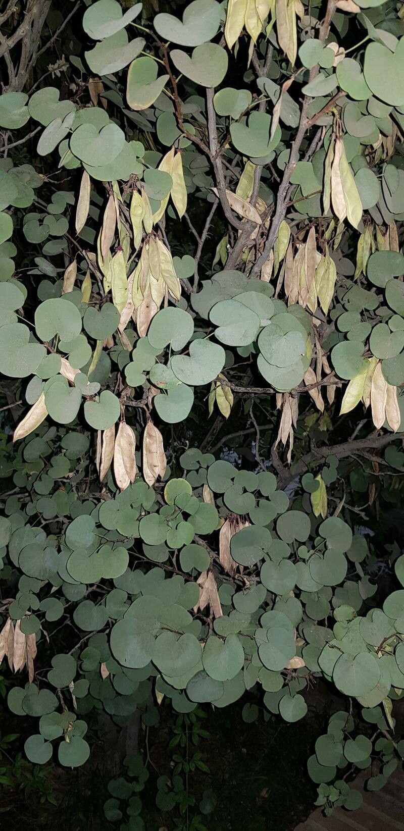 Dichondra macrocalyx habit