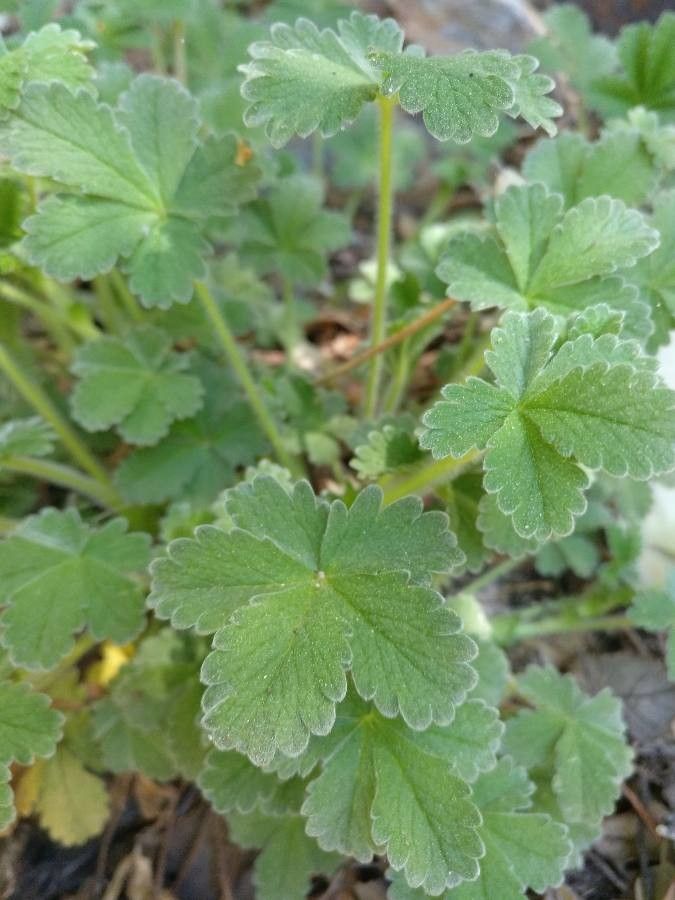 Potentilla nevadensis leaf