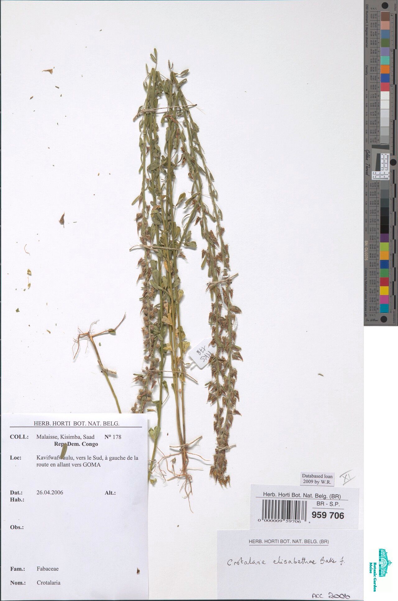 Crotalaria elisabethae — houseplant care guide